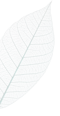 body-leaf